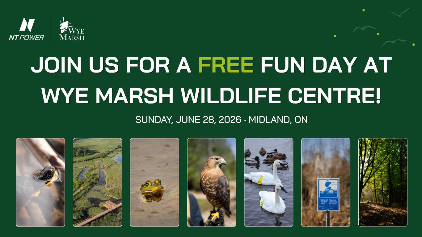 Conservation Carnival
